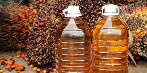 Mengenal Minyak Sawit Merah dan Manfaatnya bagi Tubuh, Tingkatkan Kesehatan Otak – Astra Agro ...