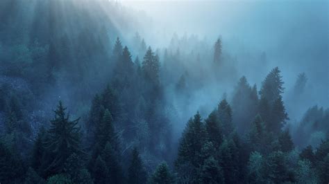 Forest Wallpaper 4K, Rhone-Alpes, Sunlight