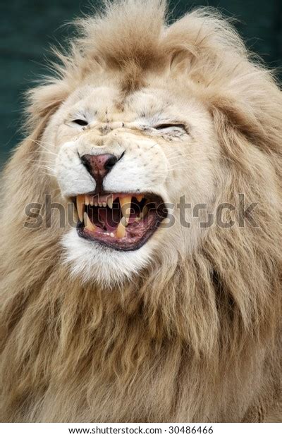 Snarling White Lion Stock Photo 30486466 | Shutterstock