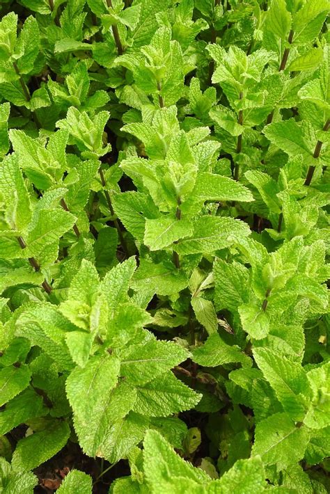 15 Great Mint Companion Plants + A Warning! | Boreal Bloom Homestead