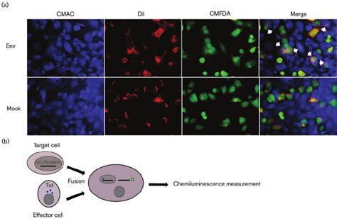 Fusion assays. (a) Fluorescent microscopic images of cell–cell fusion ...