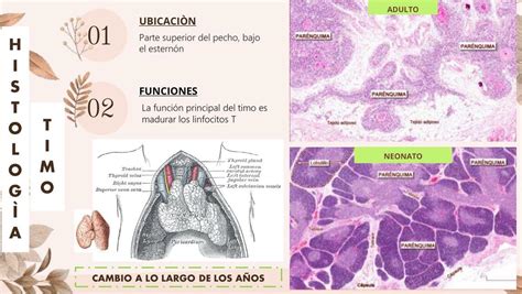 Histología de Timo | Jheniffer | uDocz