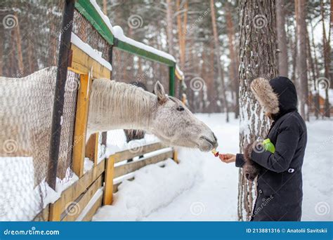 A Woman Feeds a Horse in the Zoo in Winter Stock Photo - Image of hand, head: 213881316