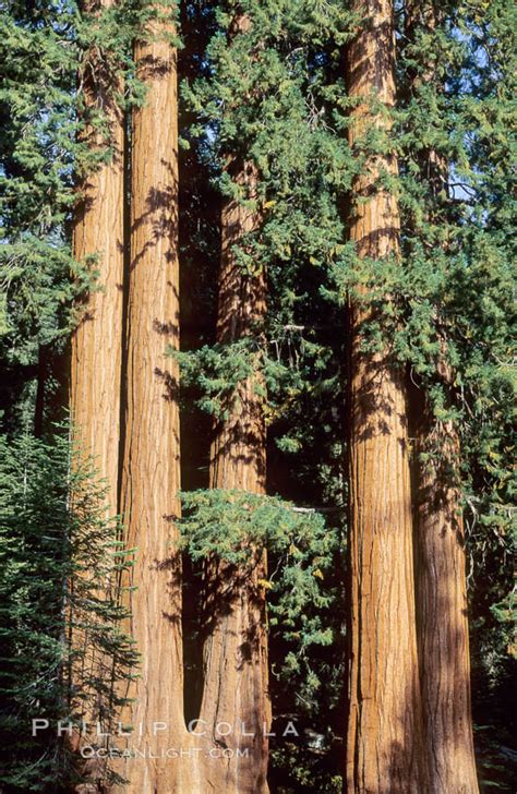 Kings Canyon / Sequoia – Natural History Photography Blog