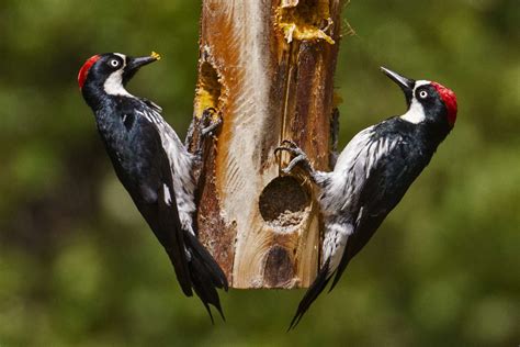 20 Captivating Types of Woodpeckers