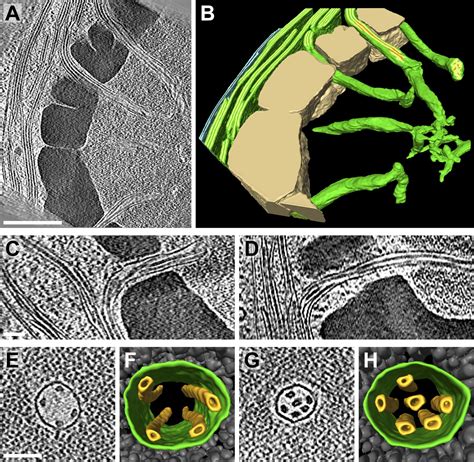 Native architecture of the Chlamydomonas chloroplast revealed by in situ cryo-electron ...