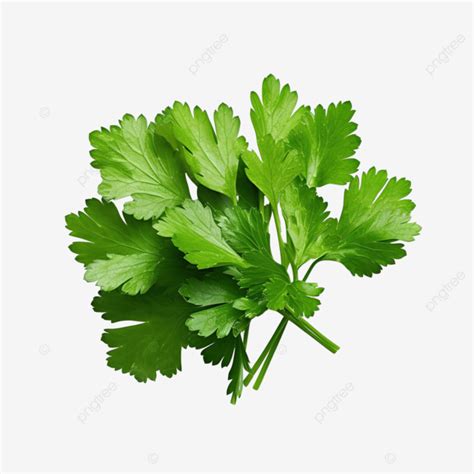 High Definition Of Fresh Green Coriander Leaf Isolated Salad Leaf Png File, Coriander, Leaf ...