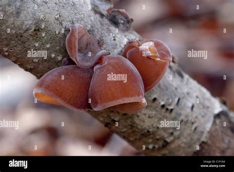 Jelly Ear Fungus Stock Photo - Alamy