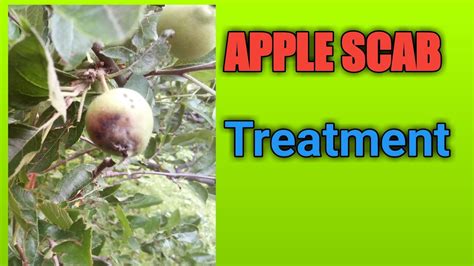 APPLE SCAB TREATMENT - YouTube