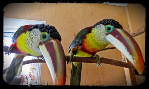 Large vs. Small Toucans as Pets | Adventures in Toucanland