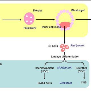 Schematic representation of somatic cell nuclear transfer (SCNT)... | Download Scientific Diagram