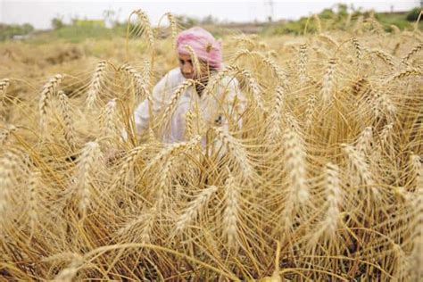 The story behind India’s bumper crop year