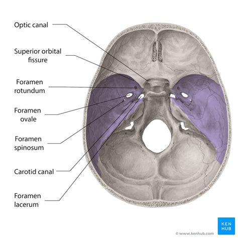 Skull: Foramina, fissures and contents | Kenhub