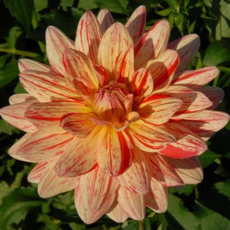 AWE SHUCKS | Swan Dahlias