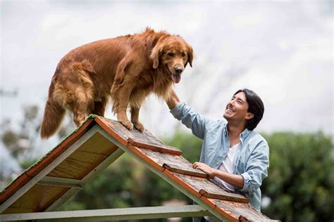 Can You Teach An Old Dog New Tricks? | Oakland Veterinary Referral Services