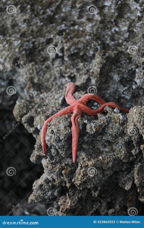 White Sand Beaches in Socotra Island with Indian Ocean Blue Stock Image - Image of cliff ...