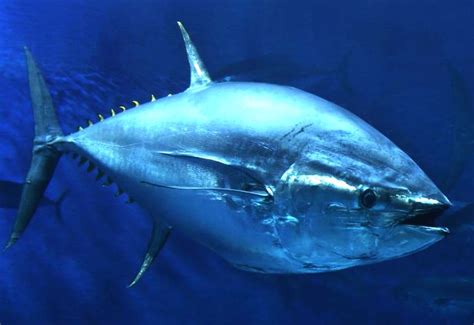 bluefin tuna endangered