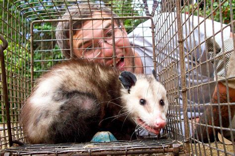 Riverside Opossum Removal & Trapping | All City Animal Trapping