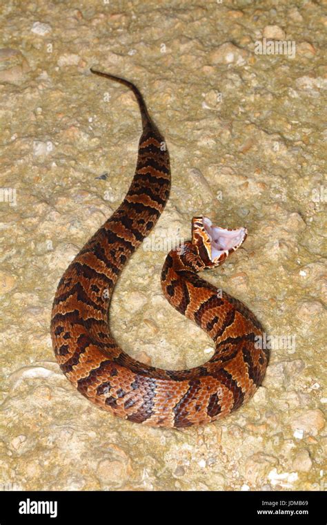 A Florida cottonmouth water moccasin, Agkistrodon contortrix Stock Photo - Alamy