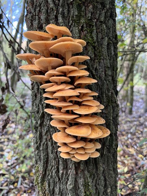 Wild Enokitake? : r/foraging