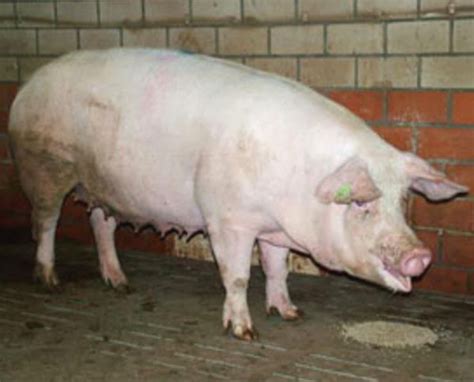 Dutch Landrace Pig: Origin, Characteristics, Uses