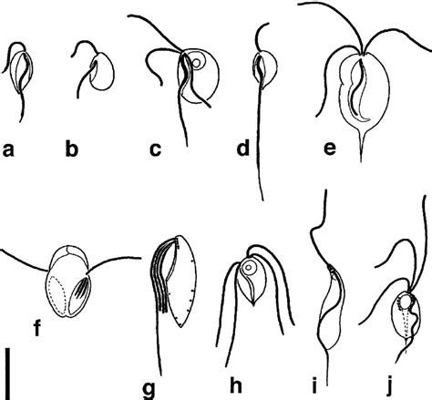 Light microscopic appearance of the ten groups of Excavata. (a)... | Download Scientific Diagram