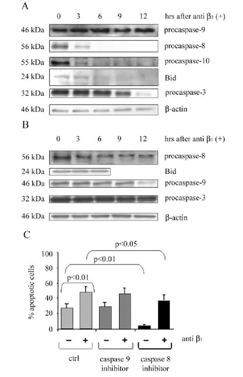 Caspase-8 inhibitor delays caspase activation and protects ...