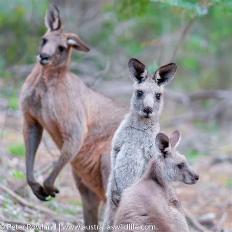 The Murray River - Australia's Wildlife