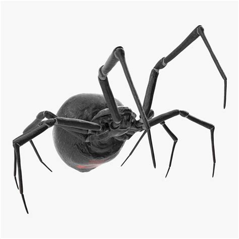 Widow spider fighting pose 3D model - TurboSquid 1164258