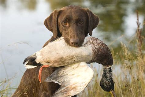 Dog Training For Duck Hunting Stock Photos, Pictures & Royalty-Free Images - iStock