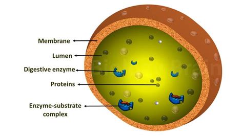 Diagram of Lysosomes in 2023 | Organelles, Cell organelles, Cell membrane