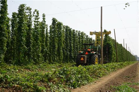 2018 Hop Harvest – Crosby Hop Farm Video