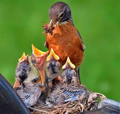 FULL Bird Walk: Nesting Birds Tickets in Harrisburg, PA, United States