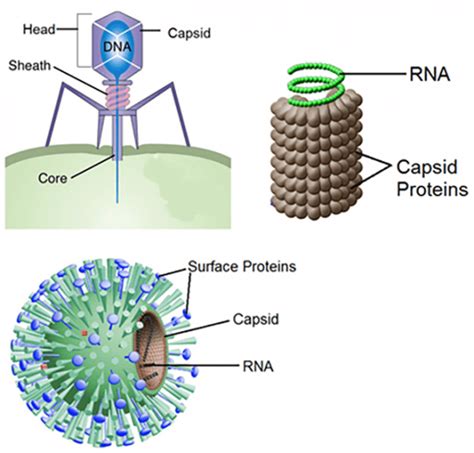 Virus Structure And Function Worksheet