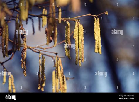 A beautiful closeup of silver birch tree seeds Stock Photo - Alamy