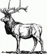 Free Printable Elk Coloring Pages  Home sketch template