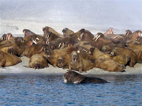 Spitsbergen wildlife cruise | Responsible Travel