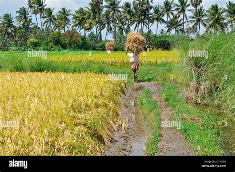 Paddy Field of Kerala, India Stock Photo - Alamy