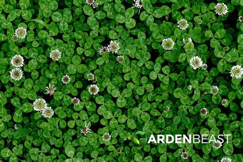 Clover Guide: How to Grow & Care for Clovers & Popular Types