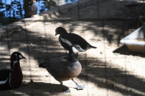 Lesser Canada Goose - ZooChat