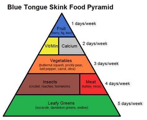 learn about blue tongue skink nutrition with this food pyramid! | Reptile, Fish and Amphibian ...