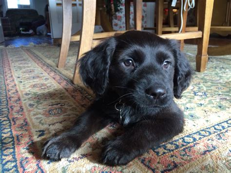 Cocker Spaniel Golden Retriever....the perfect combination! This is Sadie a black nine week old ...