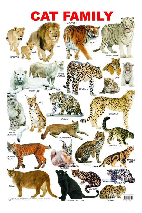 Bildergebnis für cat family chart | Animals / Tiere (Poster & Lerntafeln) | Pinterest | Cat and ...