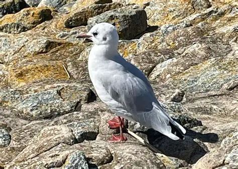 Albatross vs Seagull: So Different, Yet So Similar! - Bird Guidance