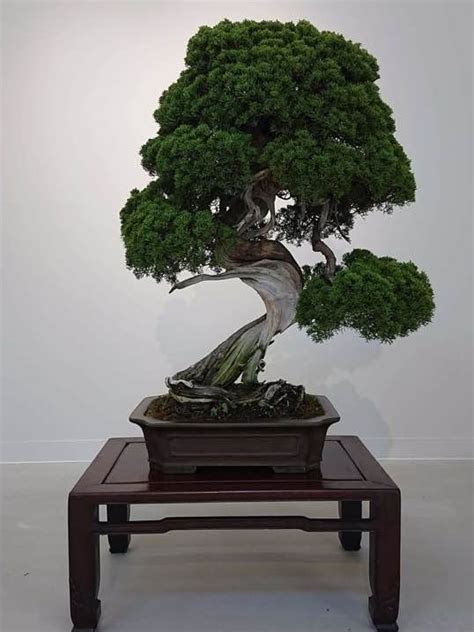 The History Of Bonsai Trees In Japan - Imperial Bonsai