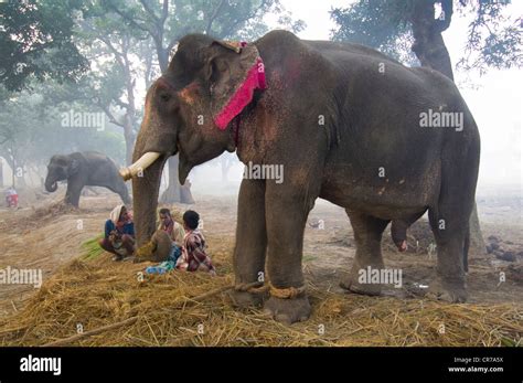 Elephants for sale, with mahouts at the Haathi Bazaar, Sonepur Mela, Sonepur, Bihar, India Stock ...