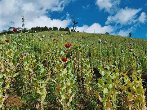 Opium poppy cultivation estimates increase in Myanmar in 2022 against ...