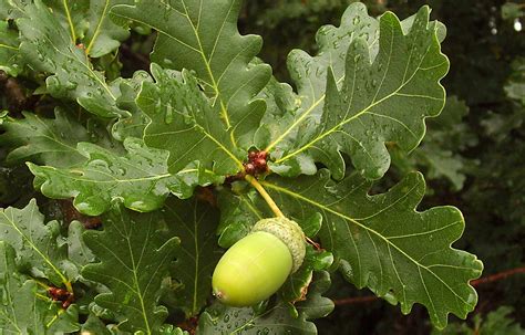 Quercus robur - Alchetron, The Free Social Encyclopedia