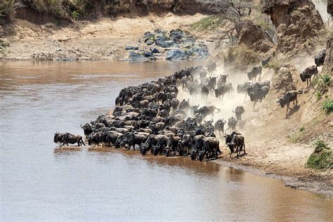 Wildebeest Migration River Crossing Luxury Safari - 8 Days