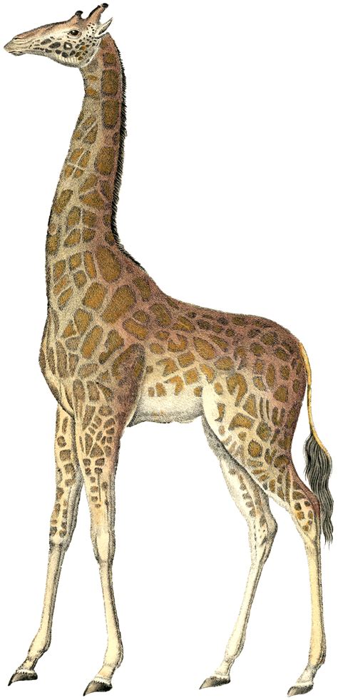 Vintage Giraffe Image | Giraffe images, Giraffe, Clip art vintage